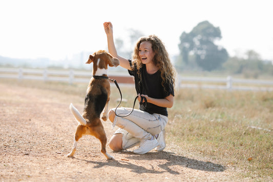 Einfaches Hundetraining - Tipps zum Lernen mit der Spürnase