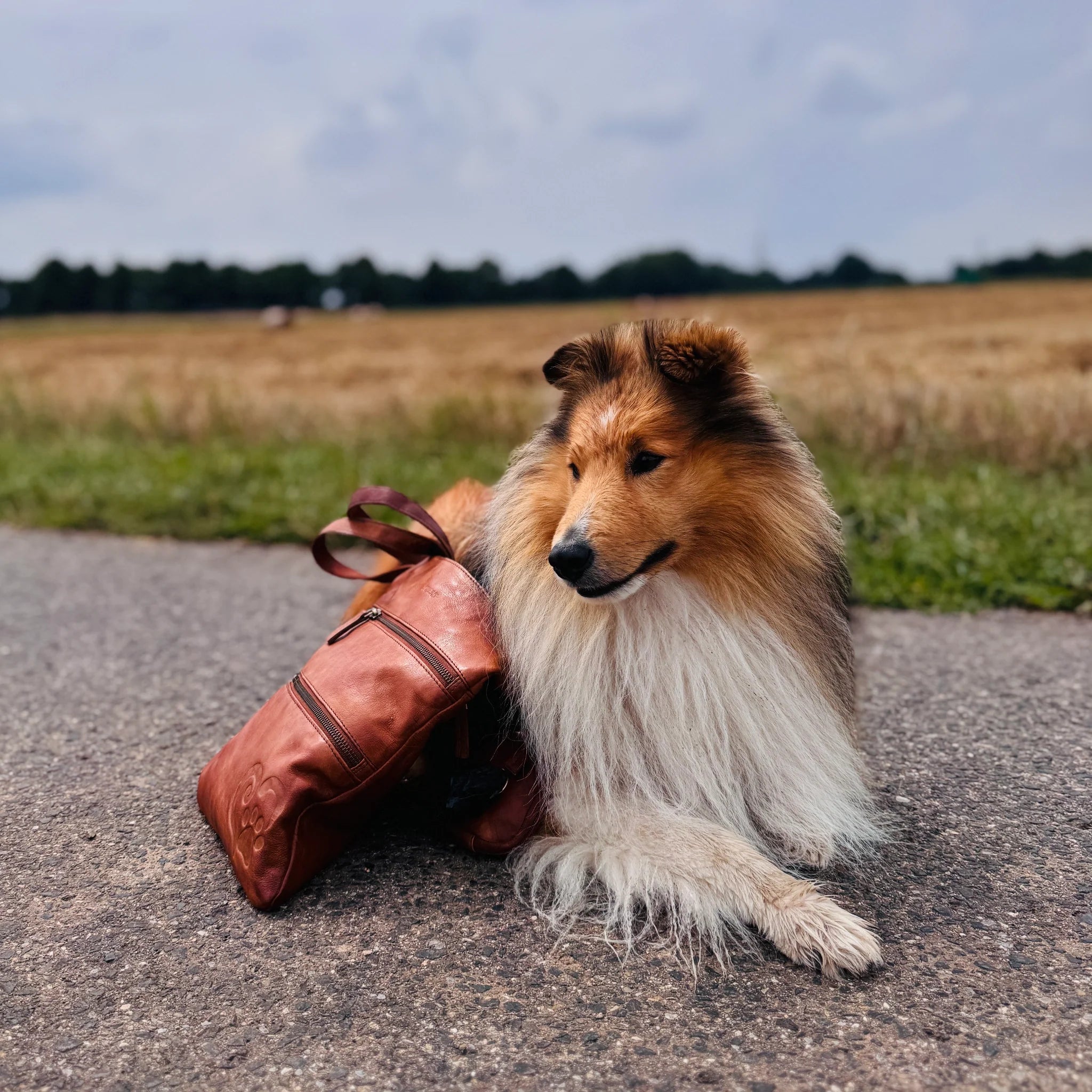 Ein Collie liegt entspannt auf einem Feldweg vor einem weiten Getreidefeld. Neben ihm steht eine braune Leder-Gassitasche von Nijens (Modell Lissabon) mit geprägter Pfote. Der Himmel ist bewölkt, die Landschaft ruhig und ländlich.