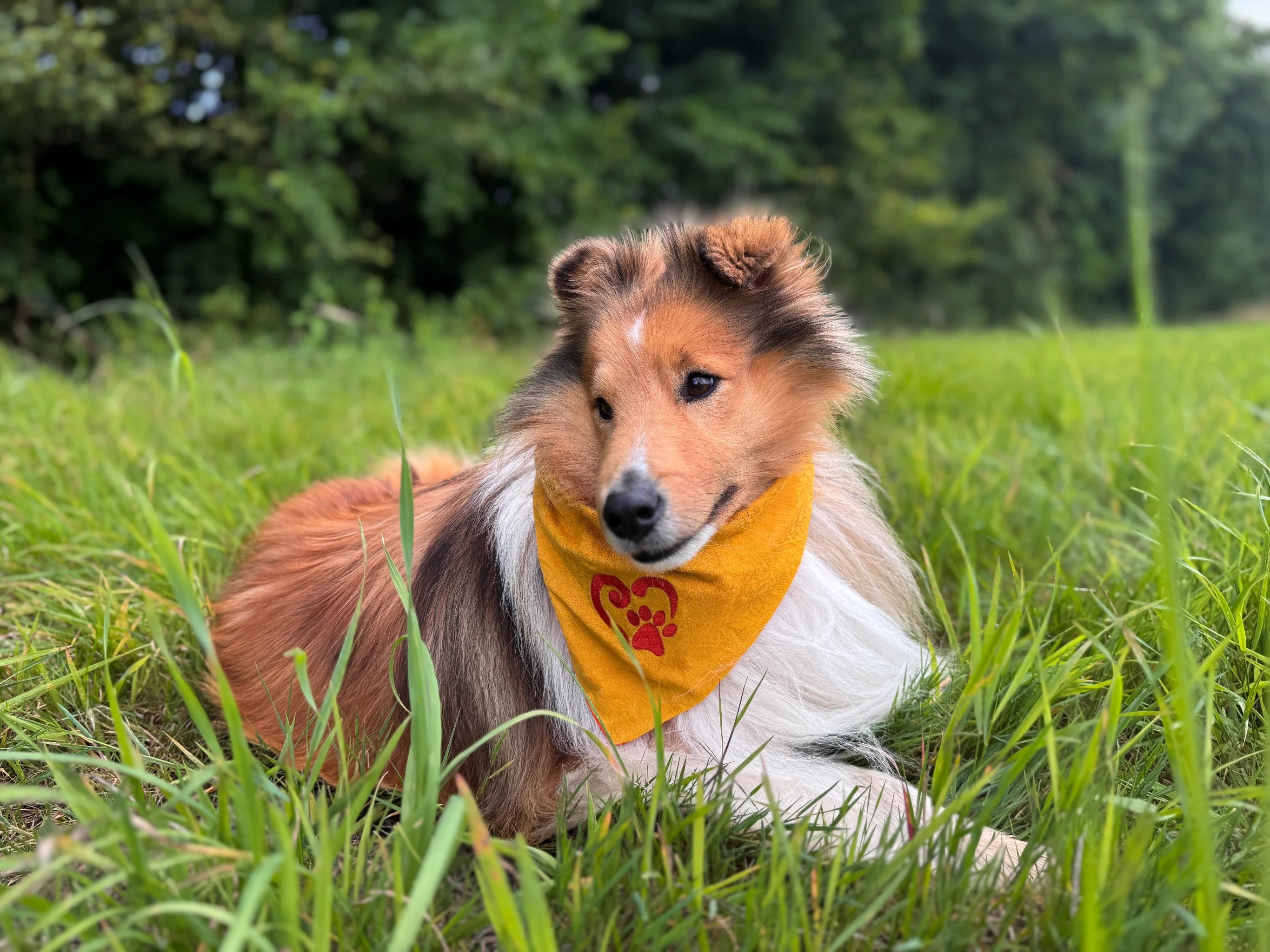 Shetland Sheepdog mit gelbem Nijens Halstuch und Herz-Pfote Motiv liegend im Gras
