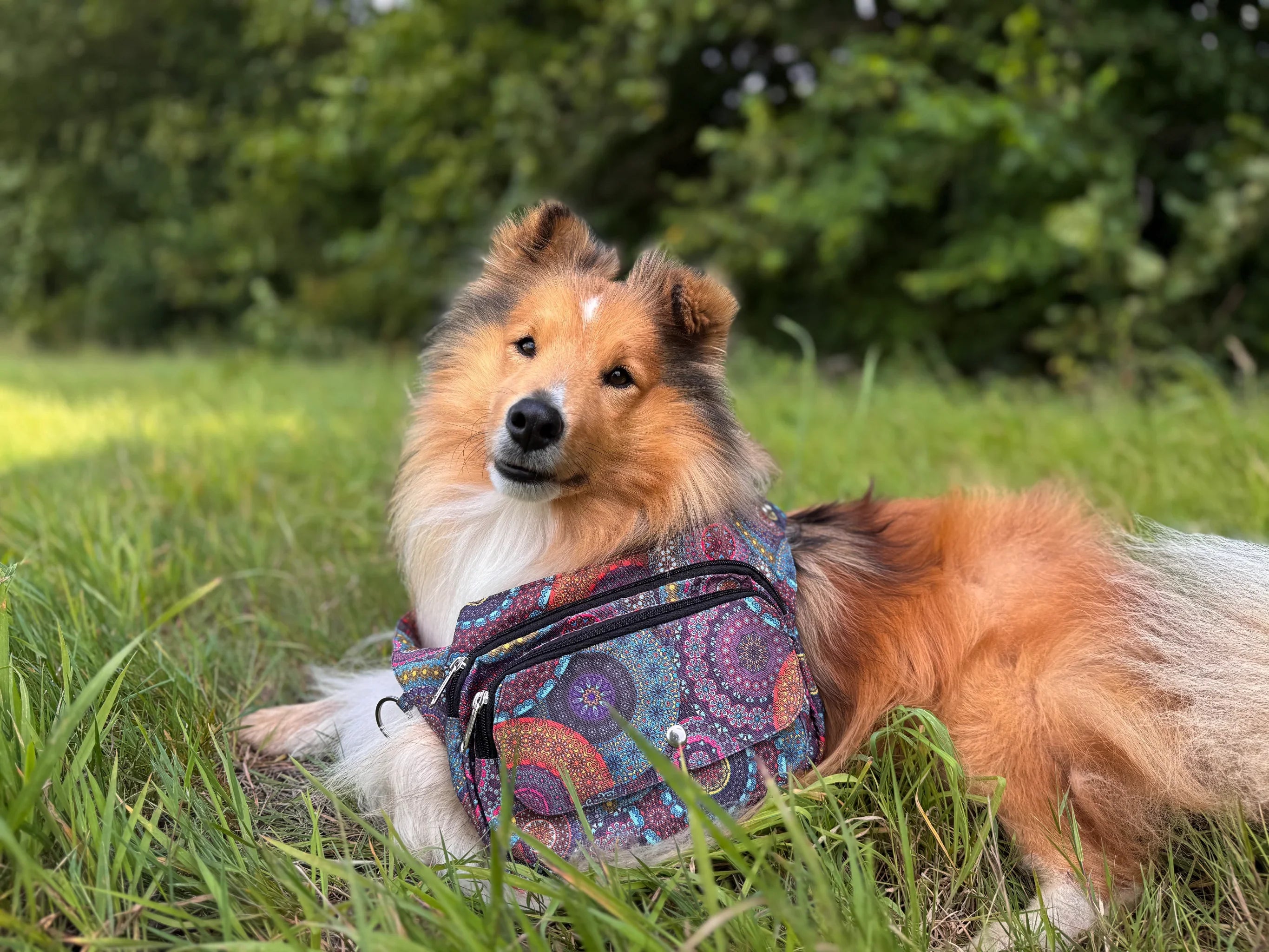 Hund der Rasse Sheltie entspannt neben einer farbenfrohen Nijens Gassi-Tasche mit Mandala-Muster.