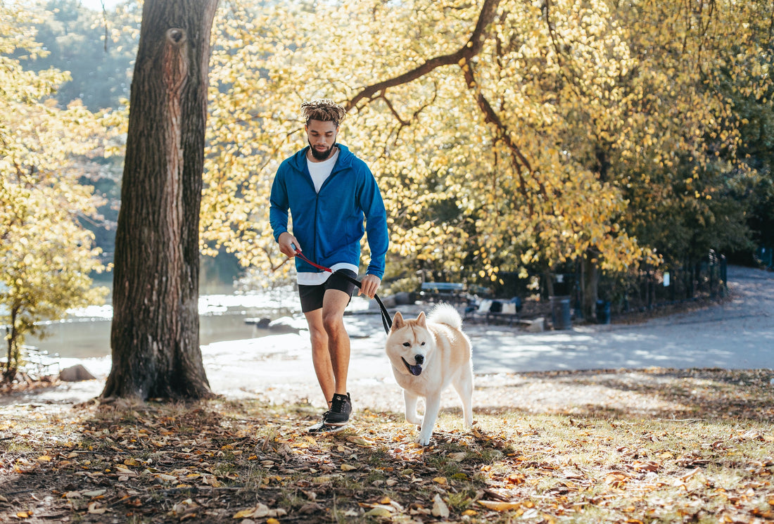 Dein Hund zieht an der Leine? - So löst Du das Problem