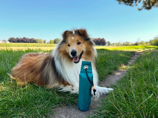 Hund auf einem Feld mit einem Dummy von Nijens im Vordergrund