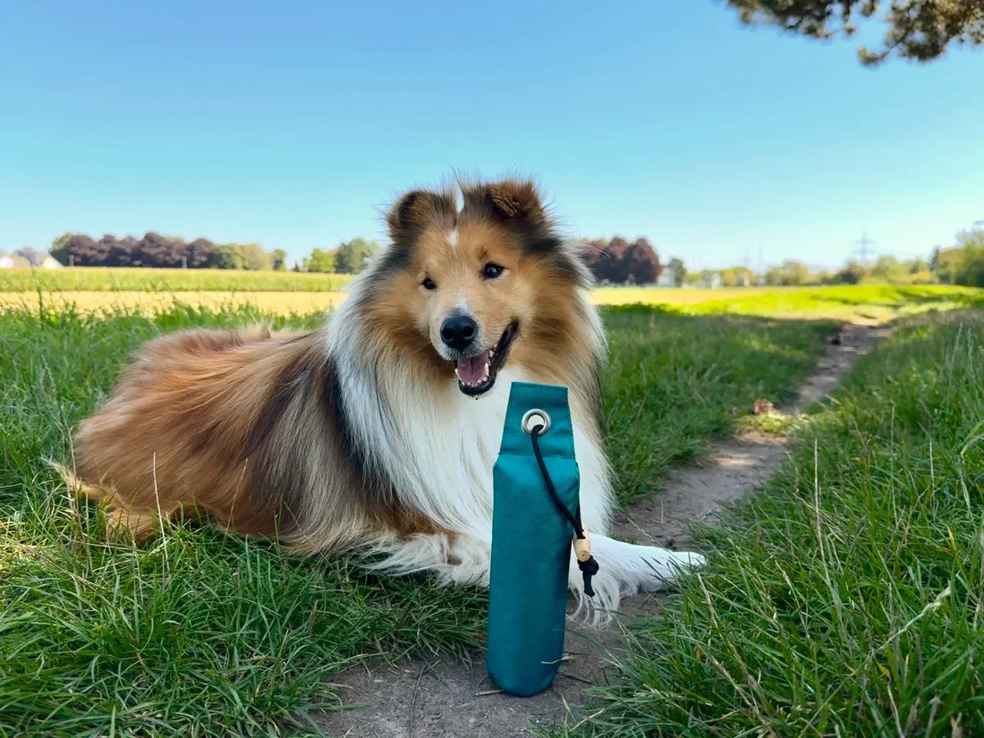 Hund auf einem Feld mit einem Dummy von Nijens im Vordergrund