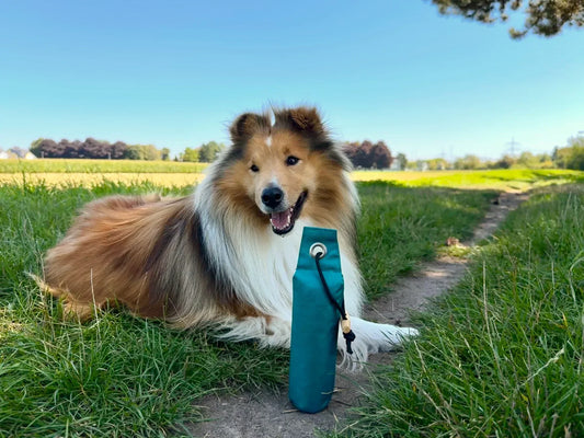 Hund auf einem Feld mit einem Dummy von Nijens im Vordergrund