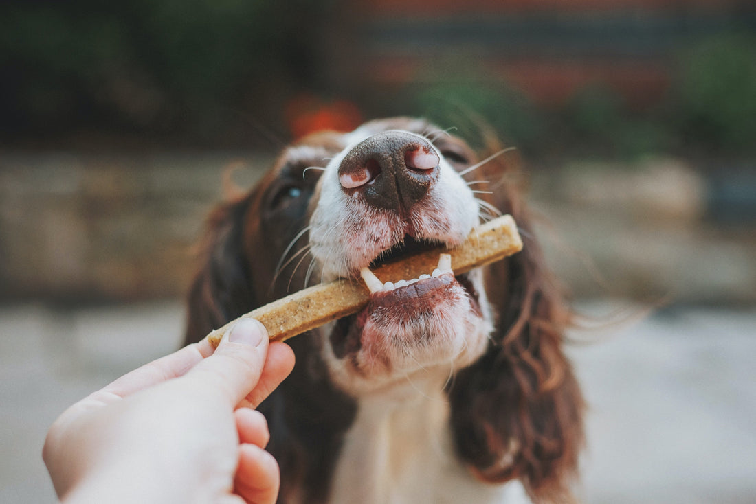 Hundekekse selber machen - So verwöhnst Du Deinen Vierbeiner mit selbstgebackenen Leckerlis