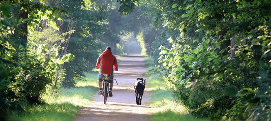 Fahrradfahren mit dem Hund: 7 Tipps für das optimale Fahrerlebnis