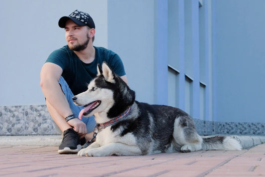 Hund alleine lassen: So gelingt’s mit Geduld und Herz