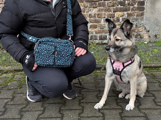 Titelbild für "Hund frist alles vom Boden": Hundebesitzer kniet neben sitzendem Hund nieder