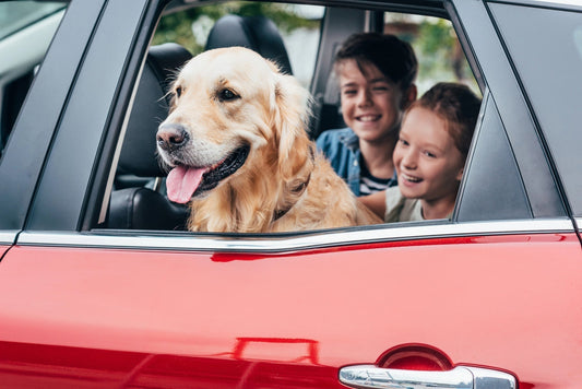 Autofahren mit dem Hund: Hilfe mein Hund zittert und röchelt!