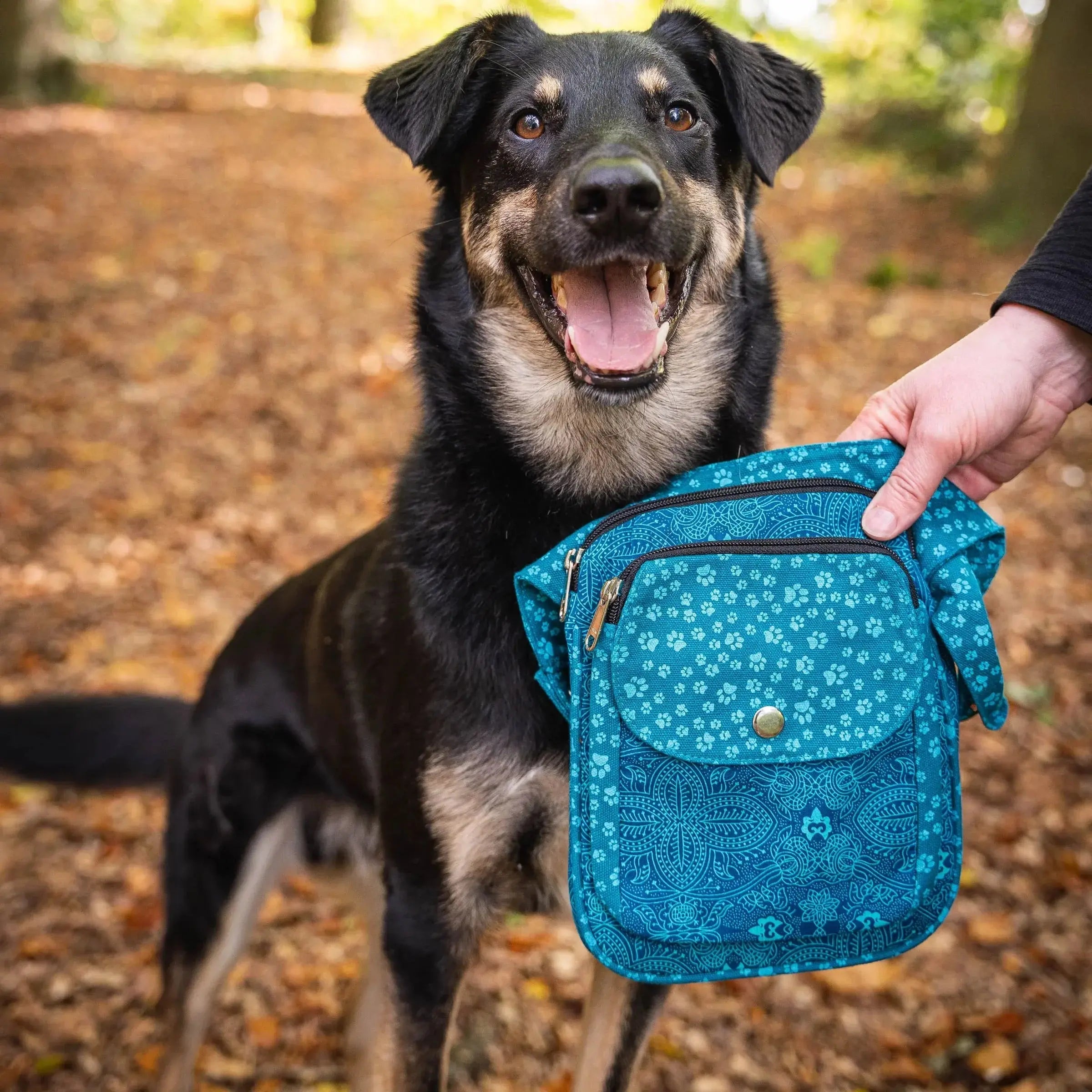 Ein schwarzer Hund steht vor einer türkisfarbenen Gassi-Tasche vor einem herbstlichen Waldhintergrund