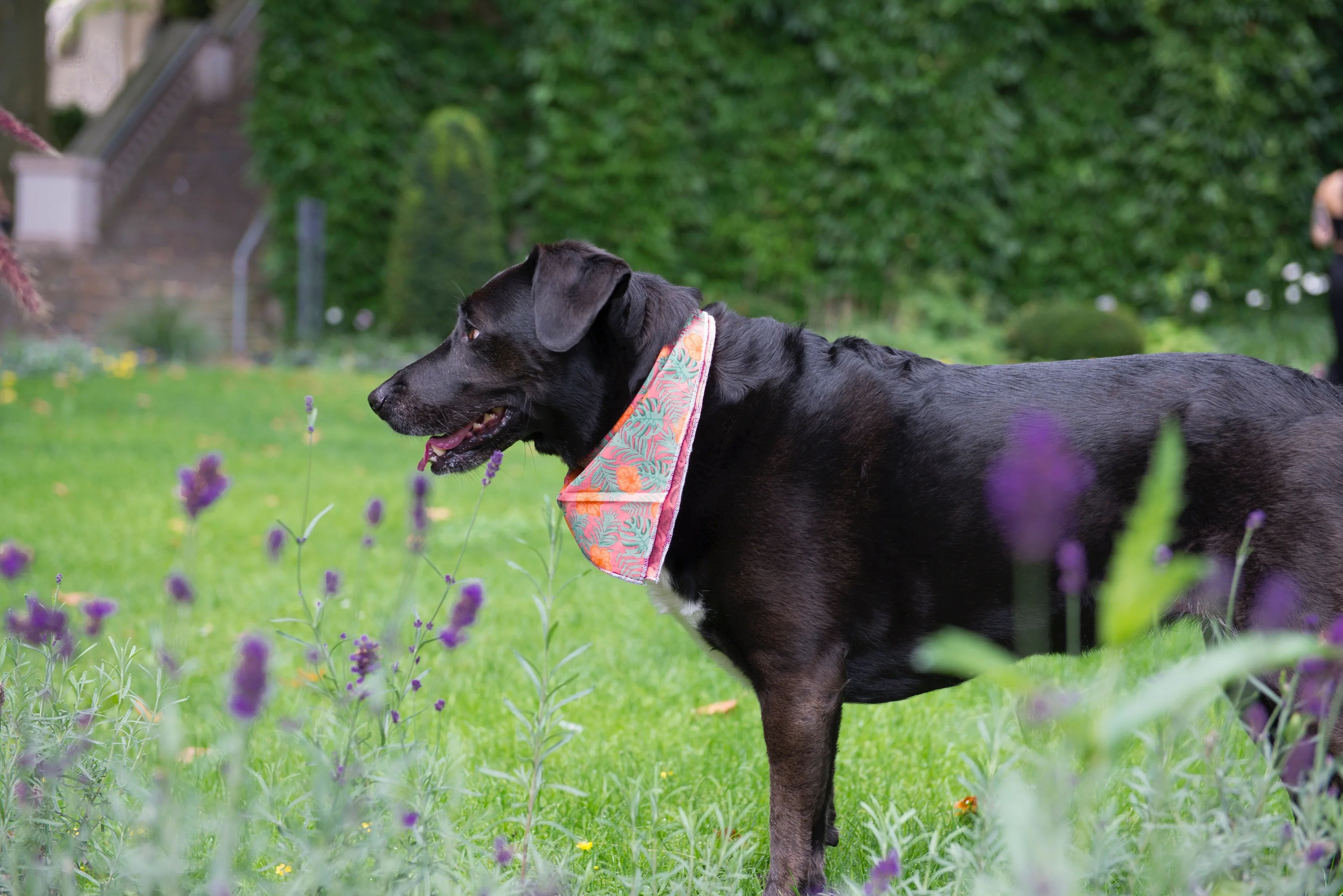 Schöner schwarzer Hund in einem orangefarbenen Halsband auf einer Sommerwiese mit Blumen im Hintergrund: