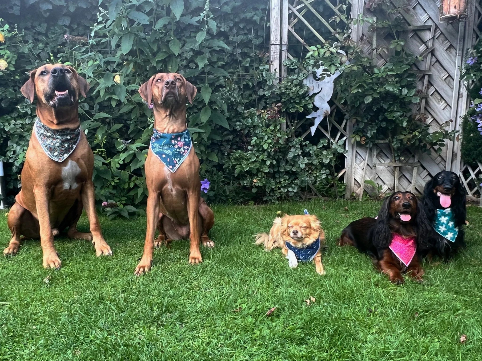 Fünf Hunde mit bunten Halstüchern vor einem Gartenhintergrund