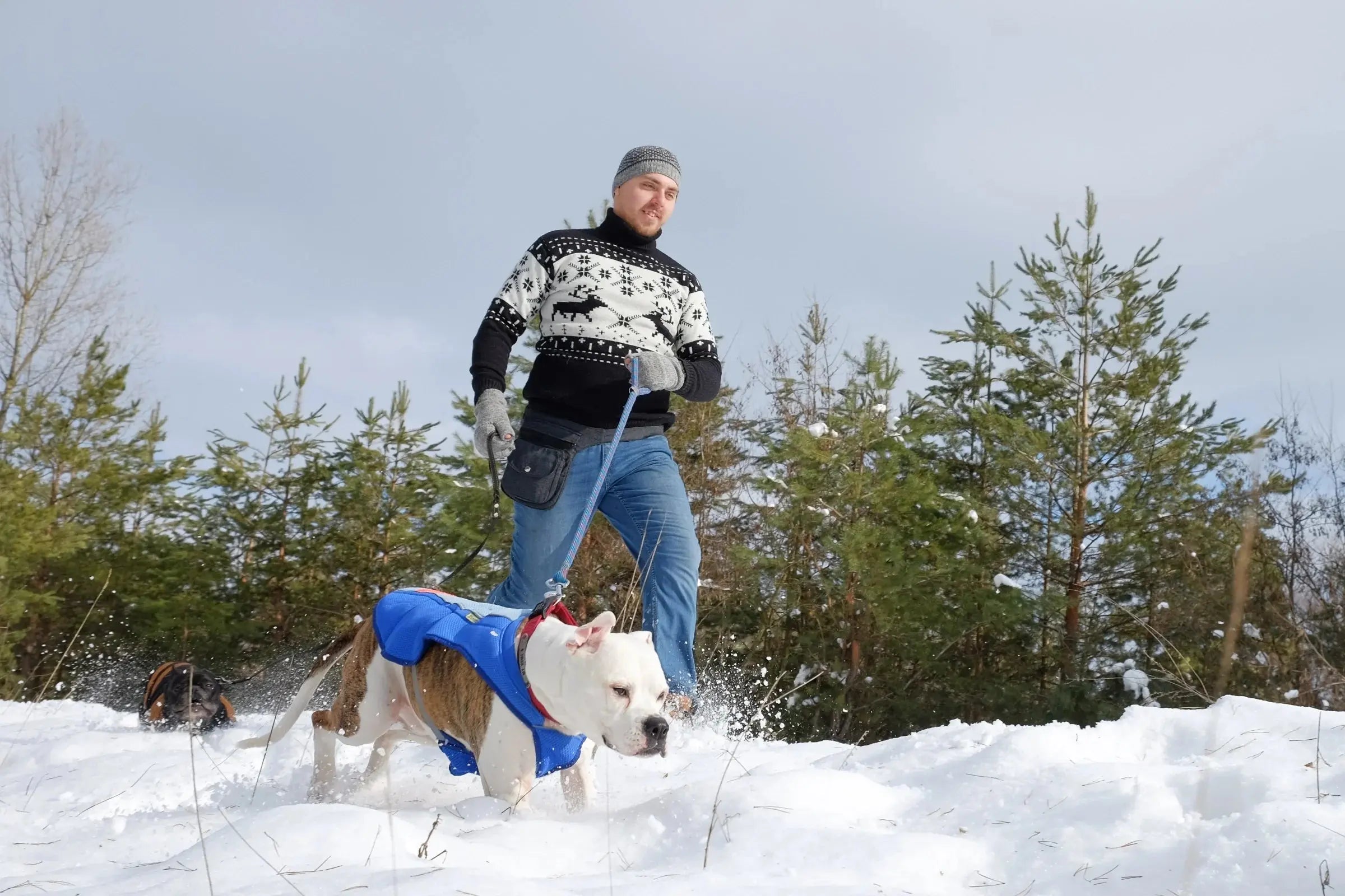 Männliches Model macht einen Waldspaziergang mit Gassi-Tasche von Nijens und zwei Hunden im Schnee.