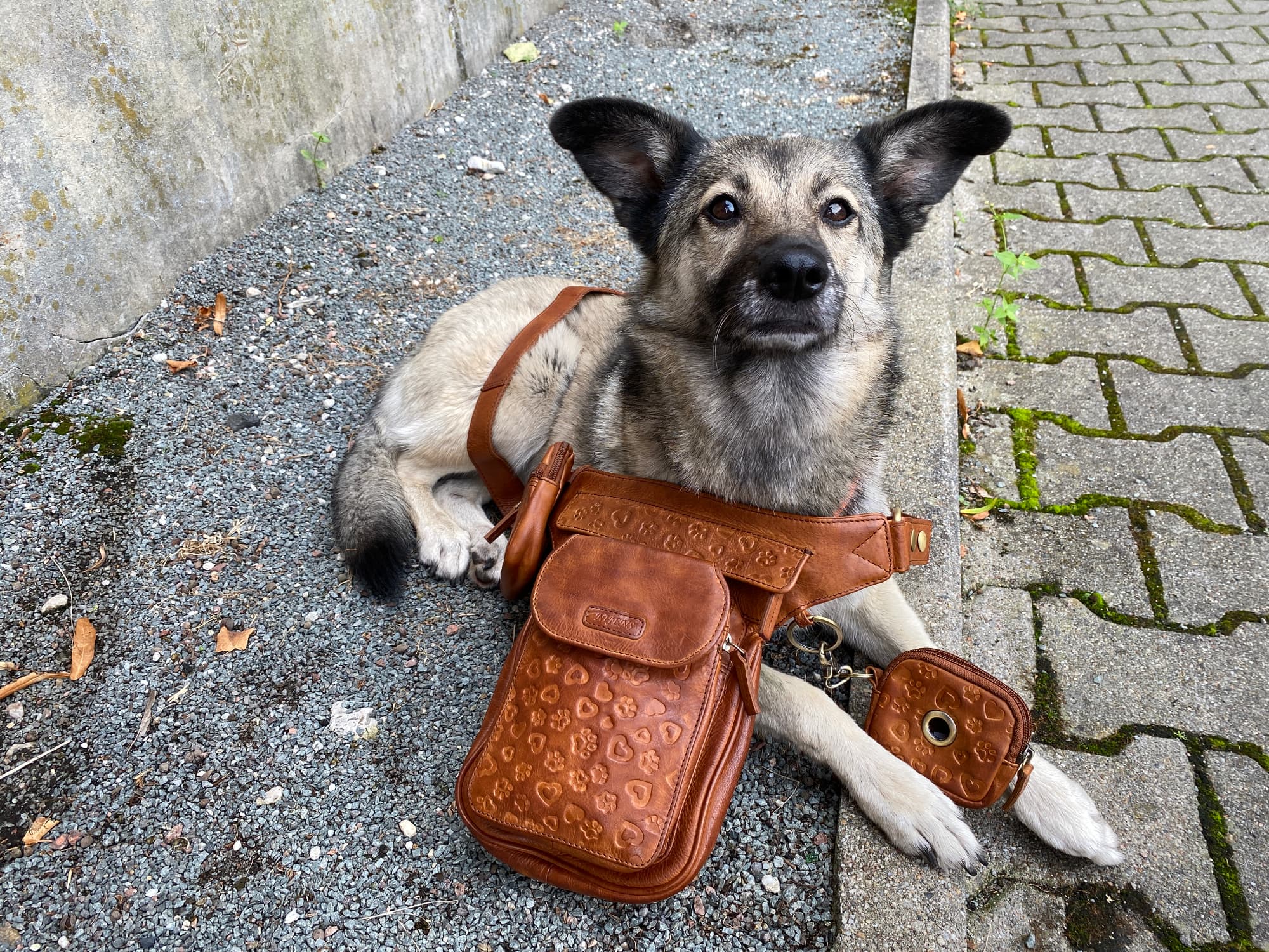 Leder Tasche mit Pfotenprägungen für Hund 