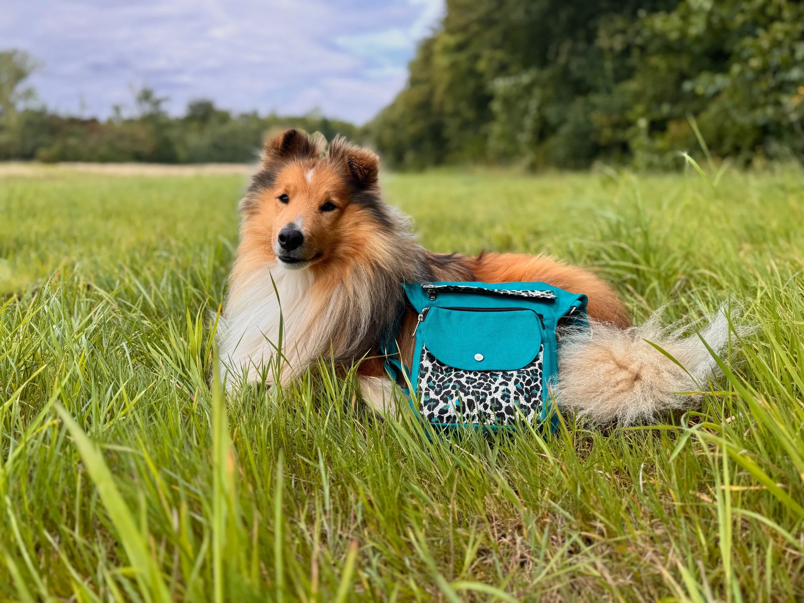 Sheltie liegt im Gras neben türkisfarbener Nijens Gassi-Tasche mit Leo-Muster