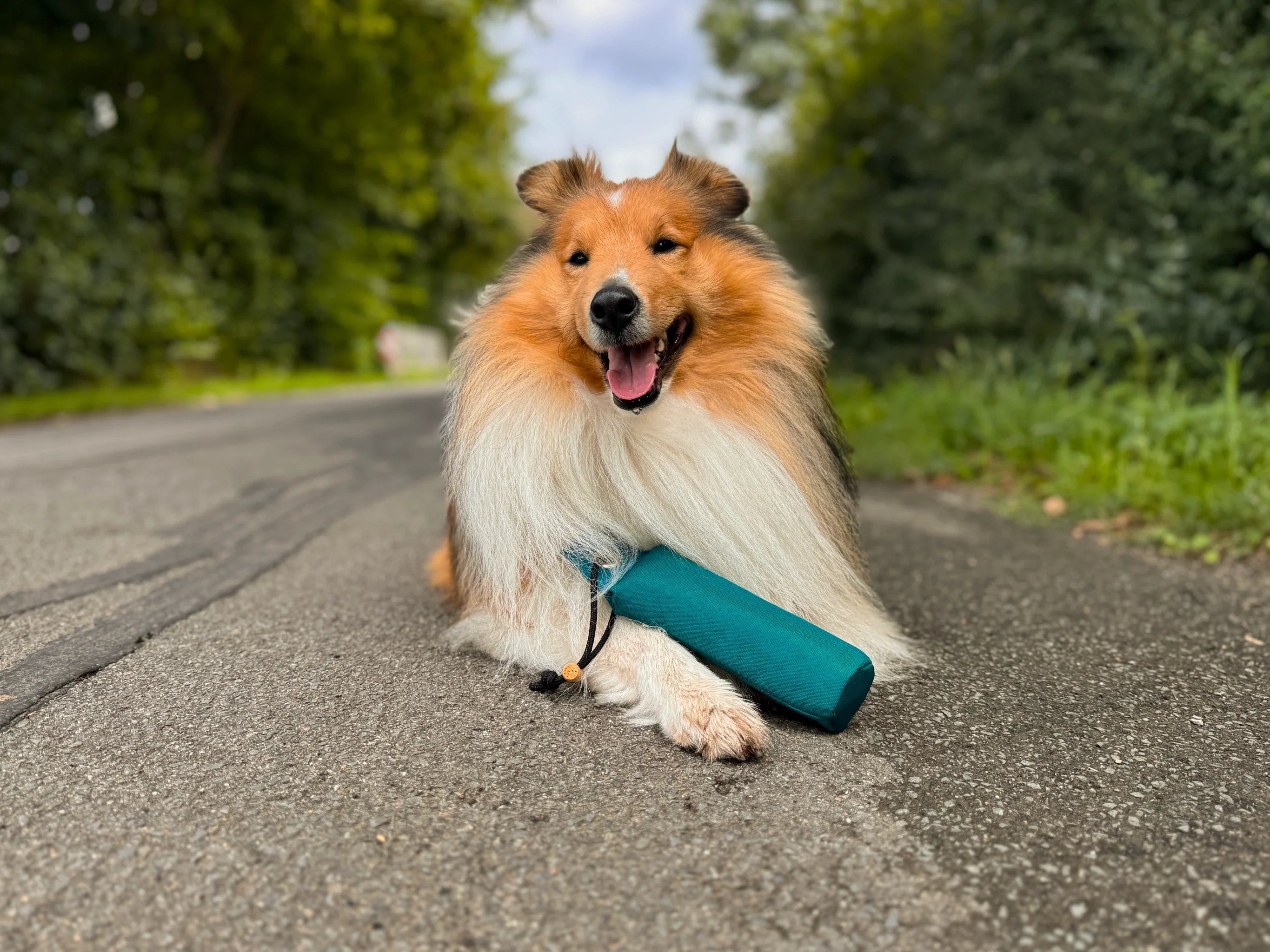 Hund mit türkisfarbenem Wurf-Dummy von Nijens auf einer Landstraße