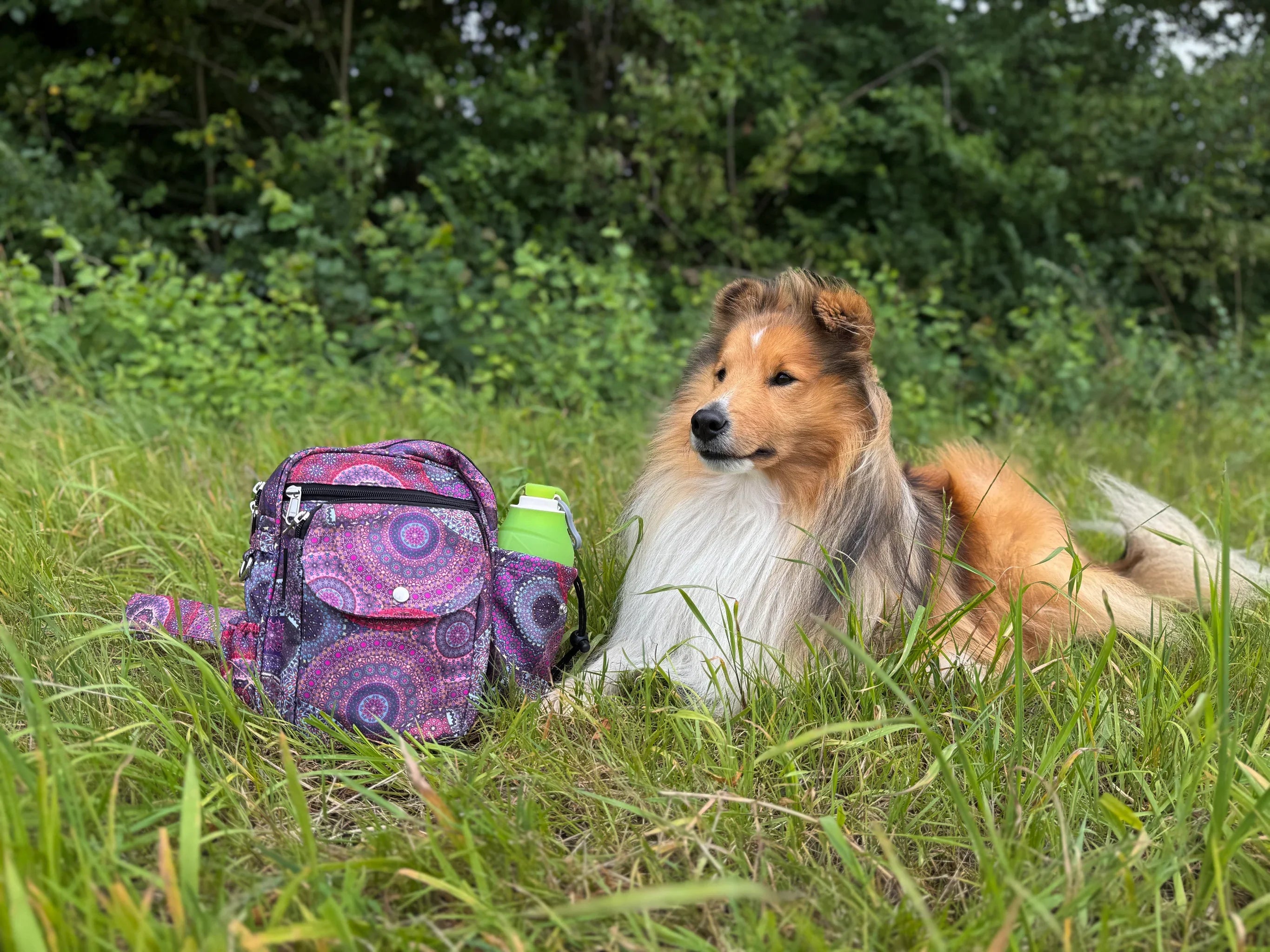 Hund der Rasse Sheltie entspannt neben einer farbenfrohen Nijens Gassi-Tasche mit Mandala-Muster und Trinkflaschenfach.