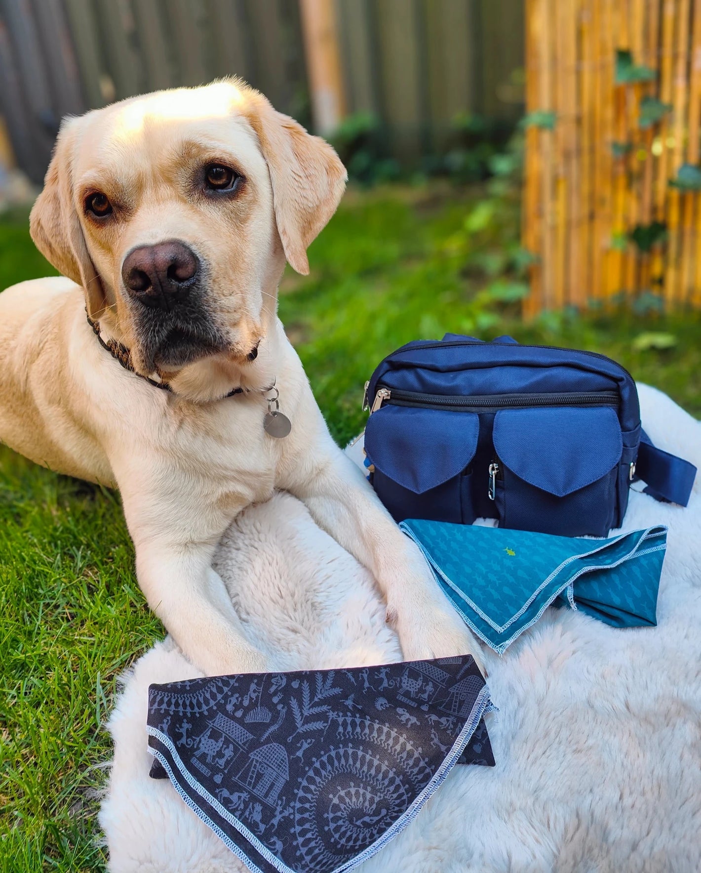 Ein schöner Hund, der neben einer blauen Gassitasche von Nijens und einem schwarzen und türkisfarbenen Halstuch liegt.