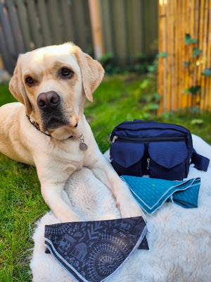 Ein schöner Hund, der neben einer dunkelblauen Gassitasche von Nijens und einem schwarzen und türkisfarbenen Halstuch liegt.