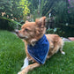 Hundebandana, Stoff in Blau mit Ankern Muster, Halstuch für Hund - Nijens Shop