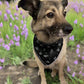 Dog with black bandana on the flowers grass in the forest