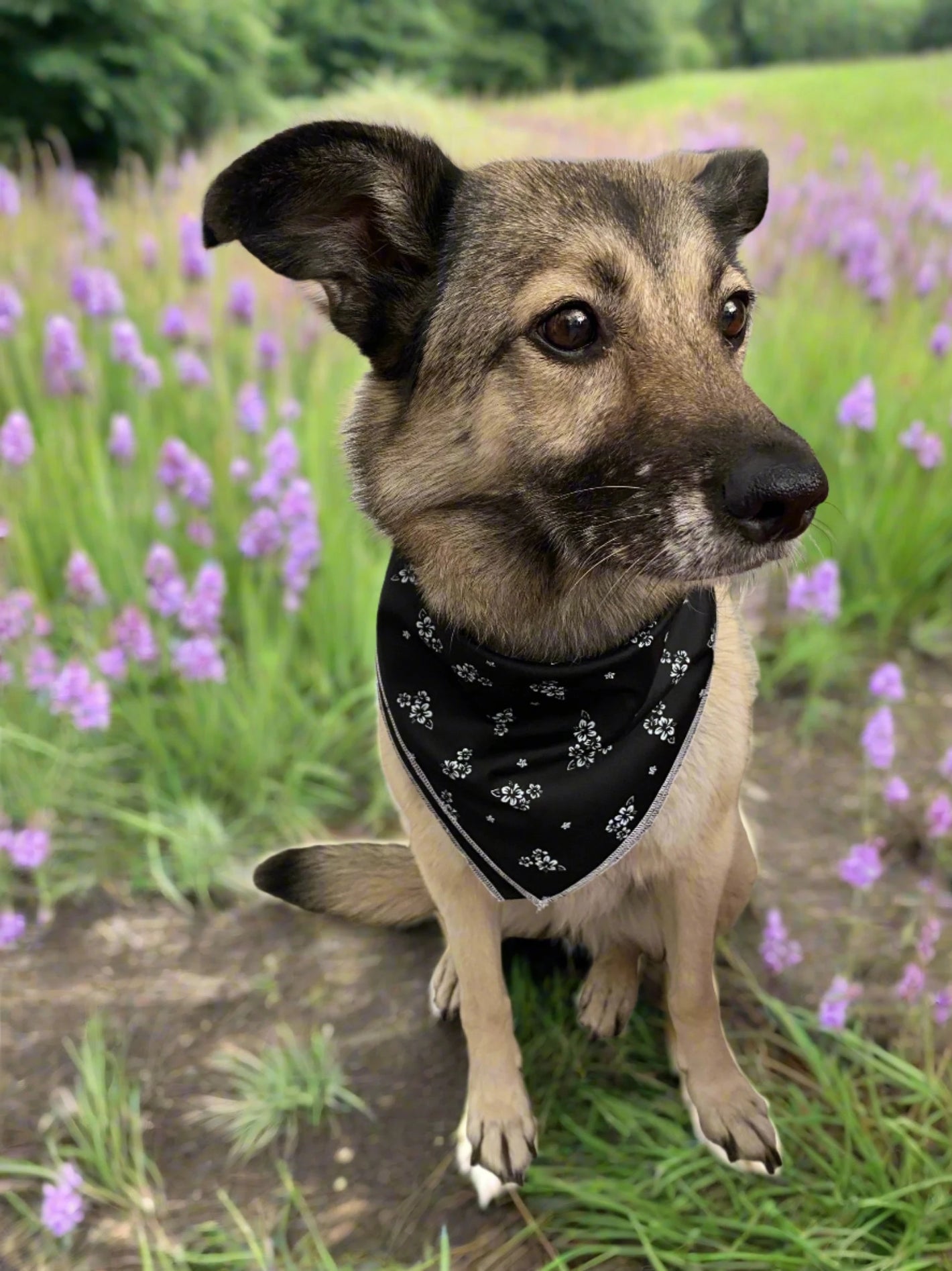 Dog with black bandana on the flowers grass in the forest