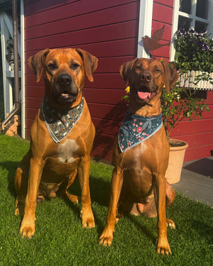 Hundebandana mit Libellen Motiven, Halstuch für Hunde - Nijens Shop