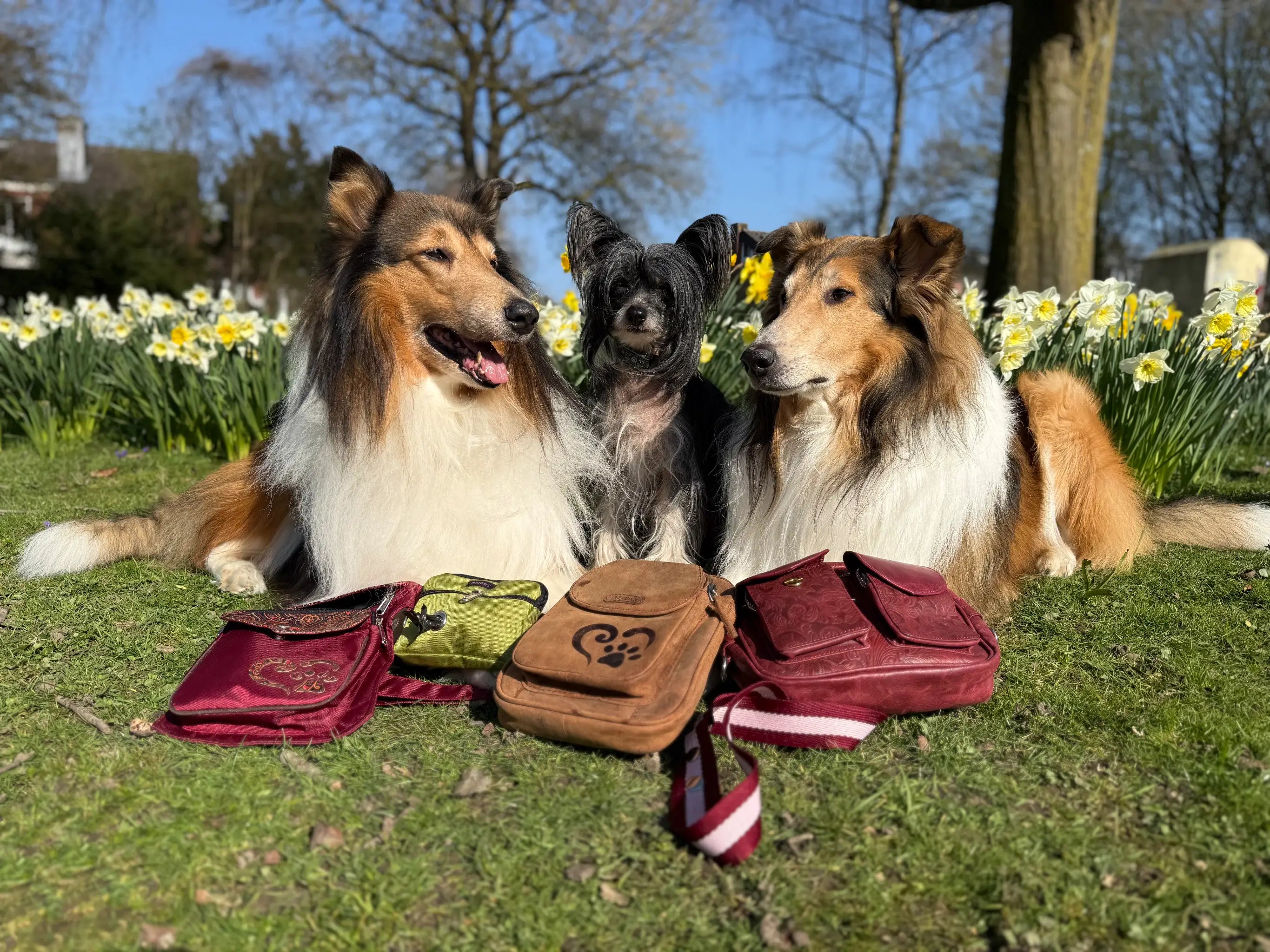 Drei Hunde sitzen im Frühlingspark zwischen Narzissen hinter farbenfrohen Nijens Taschen für Hundespaziergänge.
