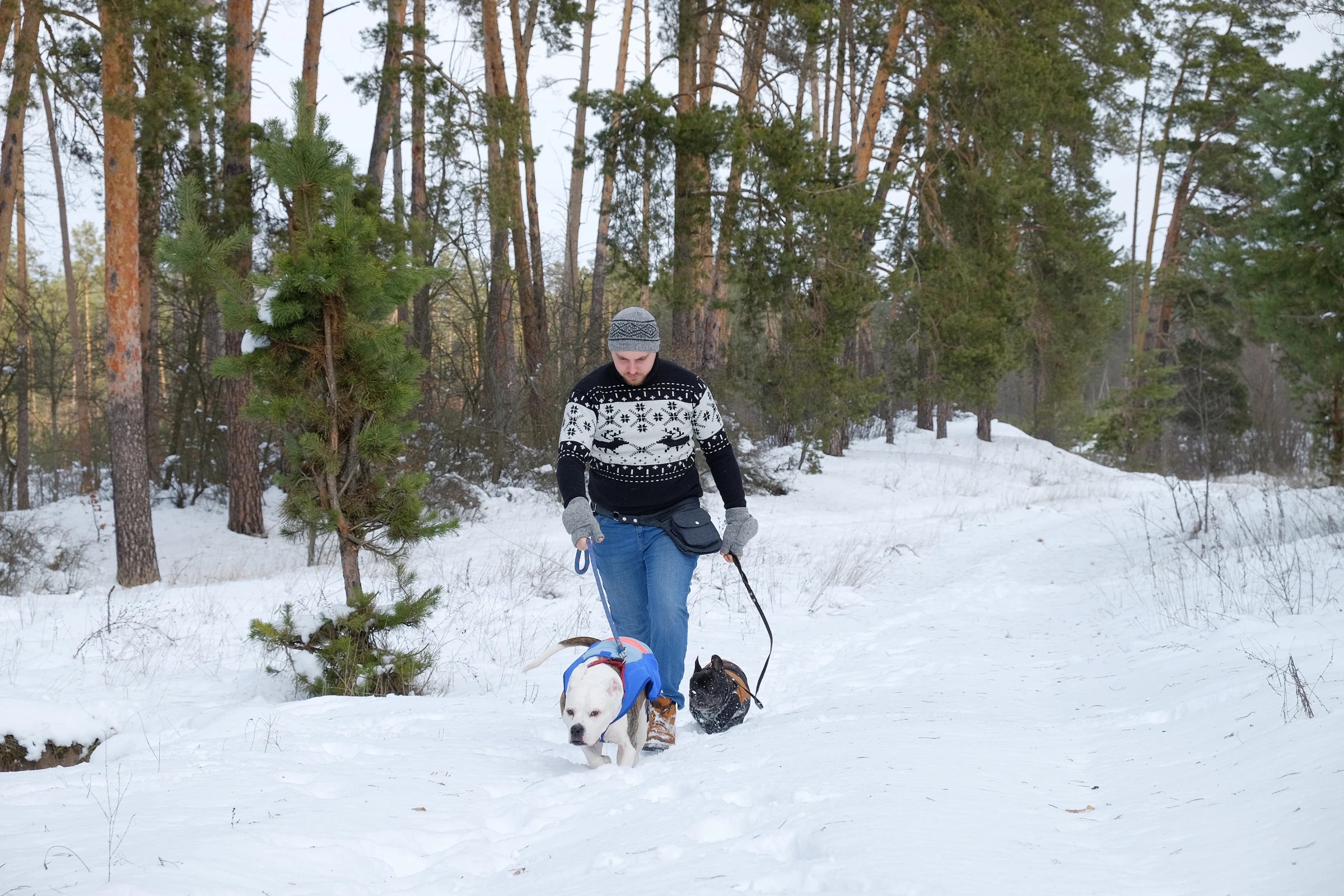 Männliches Model macht einen Waldspaziergang mit Gassi-Tasche und zwei Hunden im Schnee. 