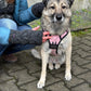 Ein Model präsentiert Desdemona Set 20 Handstulpen aus Schurwolle Anthrazit mit Daumenspalte und großem Zopfstrickmuster. Vor ihr sitzt ein Hund. 