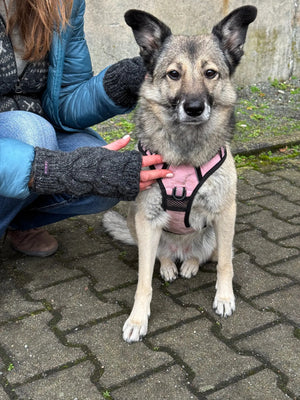 Ein Model präsentiert Desdemona Set 20 Handstulpen aus Schurwolle Anthrazit mit Daumenspalte und großem Zopfstrickmuster. Vor ihr sitzt ein Hund.