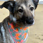 Dog with bandana on beach sand, bright warm sun, blue sky, ocean waves, commercial product shot Nijens