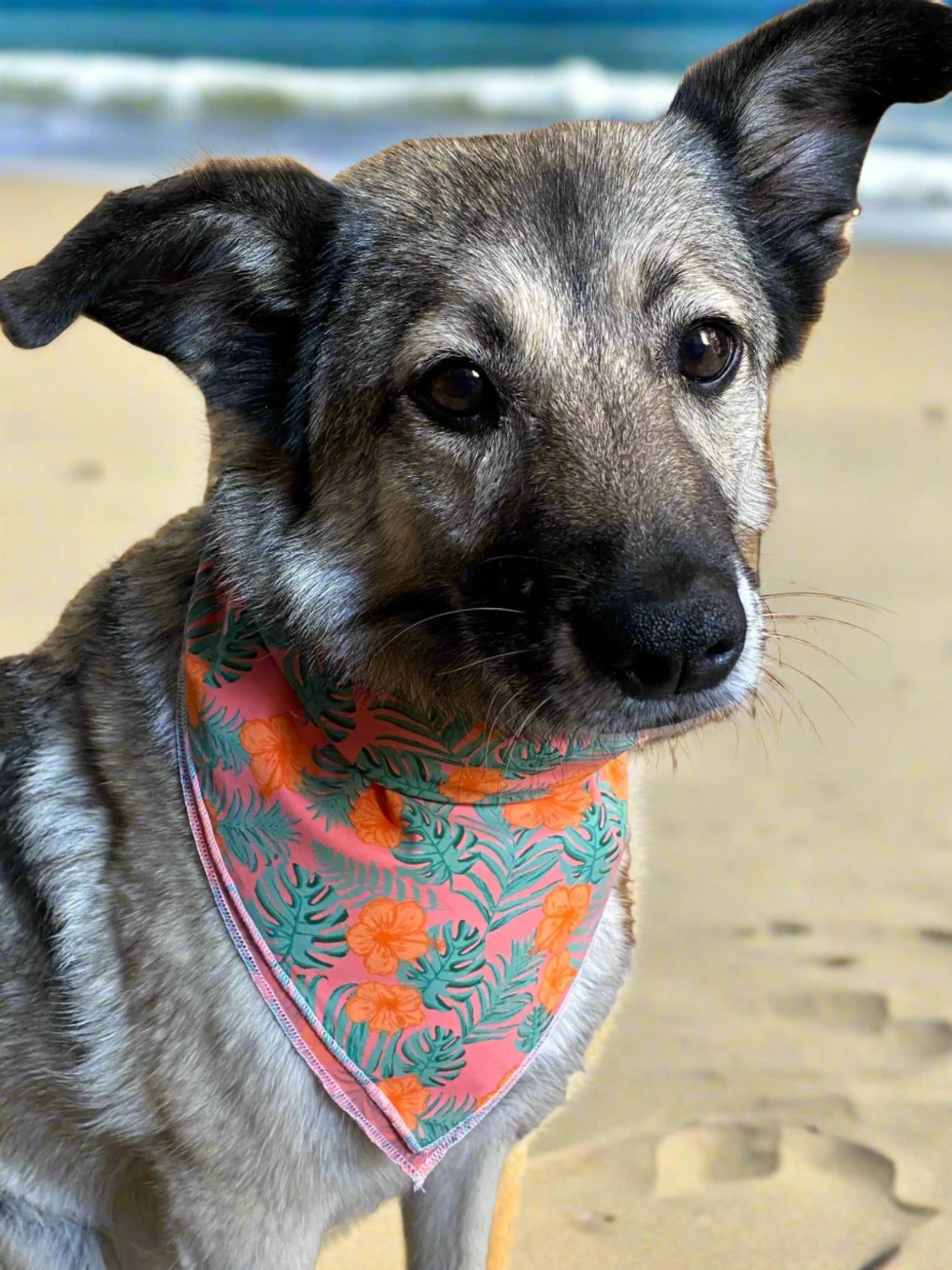 Dog with bandana on beach sand, bright warm sun, blue sky, ocean waves, commercial product shot Nijens