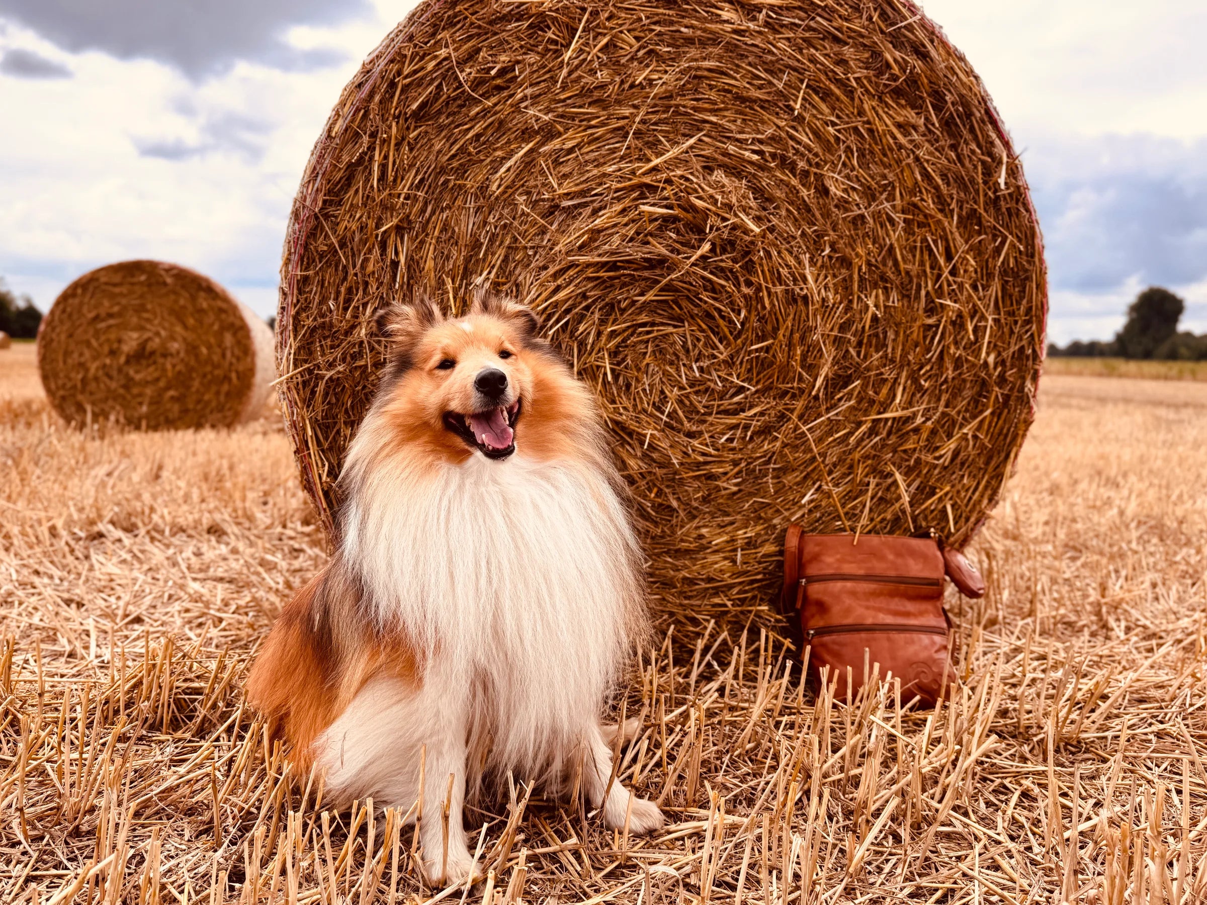 Ein fröhlicher Collie sitzt auf einem abgeernteten Feld vor einer großen Strohrolle. Neben ihm lehnt eine braune Leder-Gassitasche von Nijens an der Strohrolle. Im Hintergrund sind weitere Strohballen und ein bewölkter Himmel zu sehen.