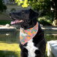 Ein viereckiges gelb-oranges Halstuch für Deinen Hund - Nijens 