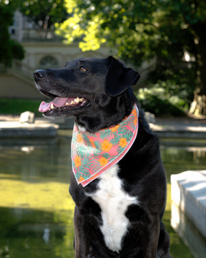 Ein viereckiges gelb-oranges Halstuch für Deinen Hund - Nijens