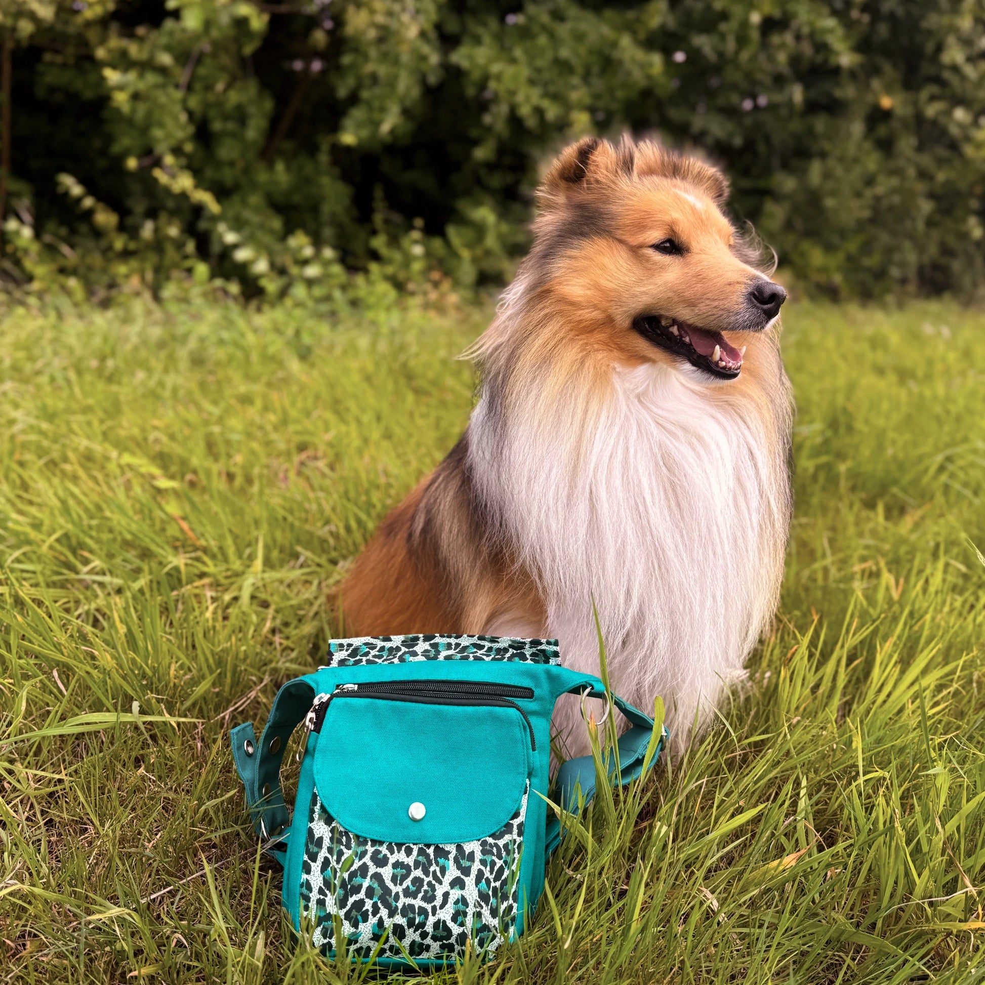 Sheltie-Hund sitzt auf einer Wiese neben türkisfarbener Nijens Gassi-Tasche mit Leopardenmuster.