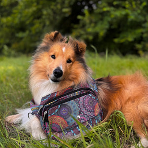 Hund mit bunter Mandala Gassi-Tasche auf einer Wiese