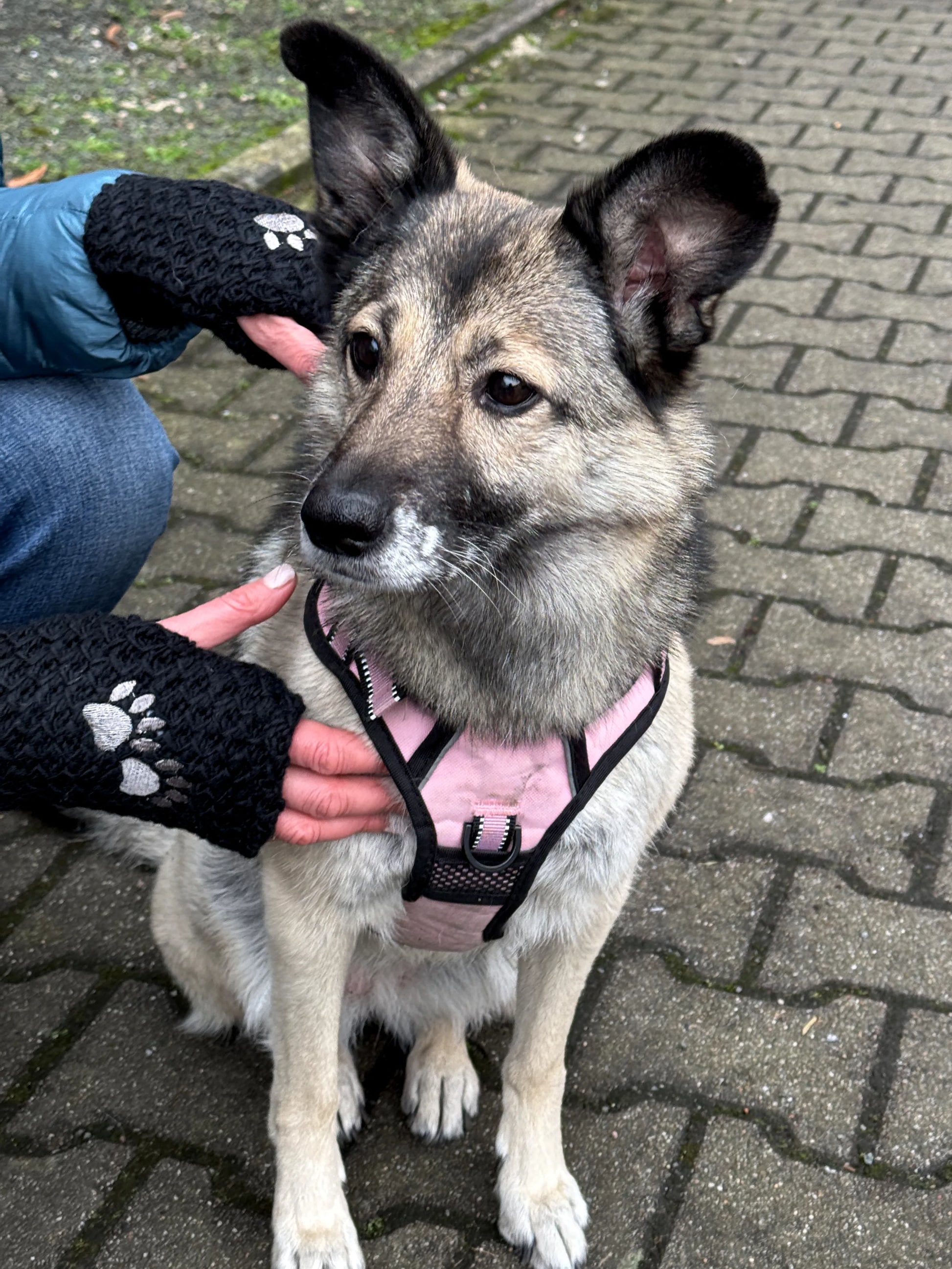 Das Model präsentiert Handstulpen mit Daumenspalte aus Schurwolle schwarz mit zwei Pfotenstickerei. Vor ihr sitzt ein Hund.