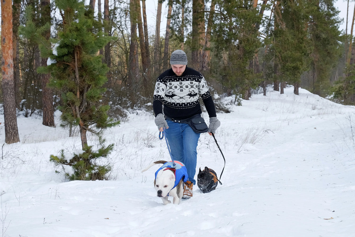 Männliches Model macht einen Waldspaziergang mit Gassi-Tasche und zwei Hunden im Schnee. 