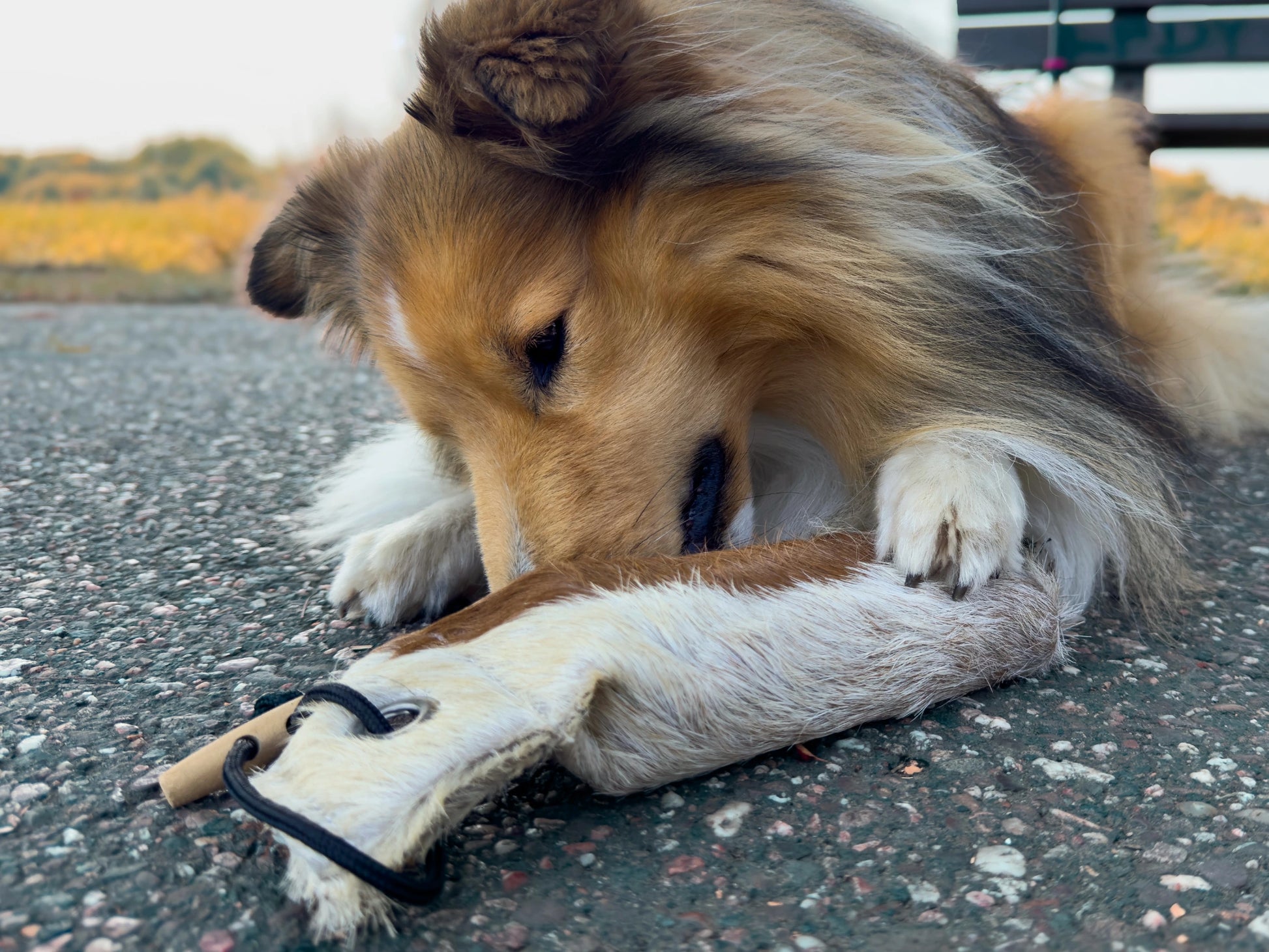 Hund schnuppert neugierig an einem Wurf-Dummy aus echtem Fell – natürliches Apportierspielzeug für Training und Spiel im Freien