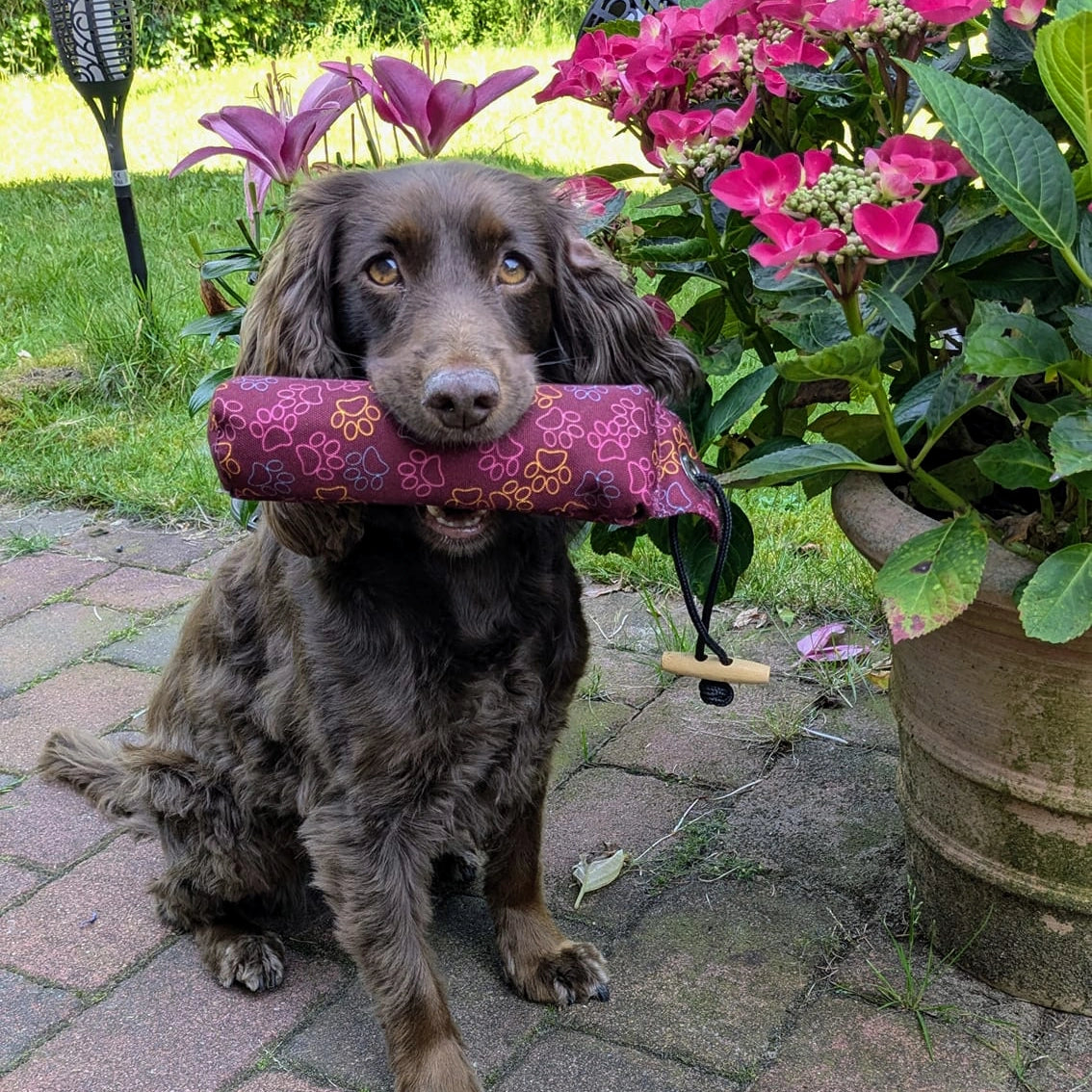 Hund mit einem Wurf-Dummy im Maul